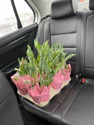 Tulips