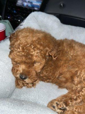 Queen Mag 4months old Miniature Poodle