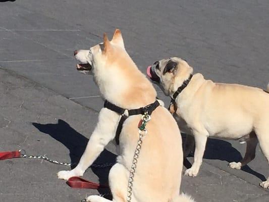 Washington Square Park cuteness