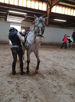 Tacking up "Funk" before a trail ride.