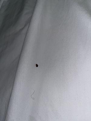 Bed bug that was alive