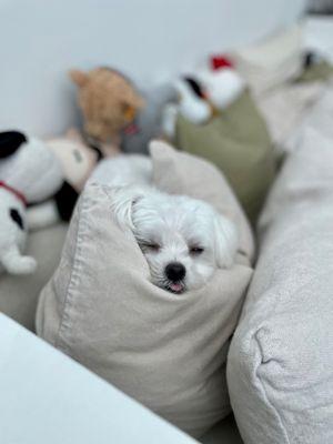 Sleeping peacefully after his day at the groomer