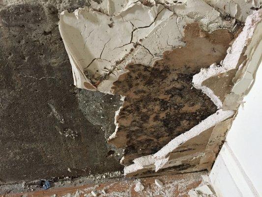 Up close view of the mold growth in between the layers of sheetrock present due to high humidity & unnecessary amounts of sheetrock