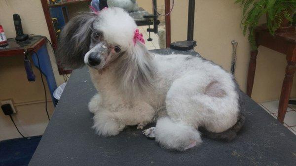 Ms. Lulu groomed by Cheryl. Hearts are IN this Valentine's Day!