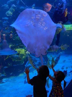 Giant stingray