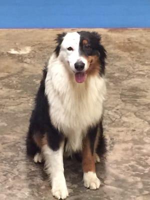 Phantom is a 3 year old Australian Shepherd.