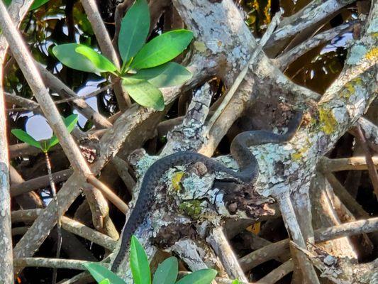 Snake on branch