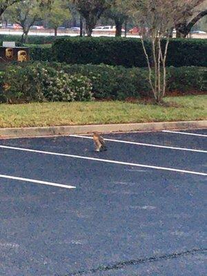 Hawk @Brooks Y parking lot