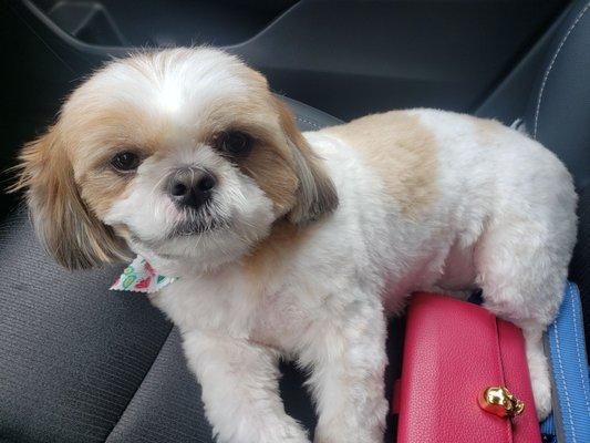 Charlie, my Shi Tzu ready for a nap after his groom