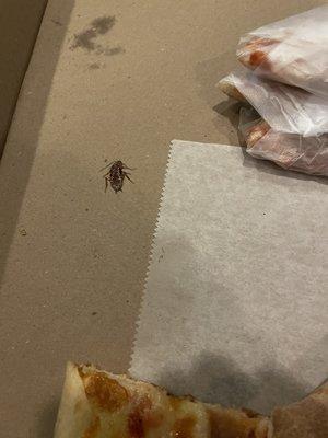 Roach in pizza box.