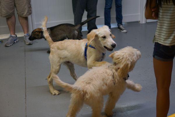 He enjoyed socializing with other puppes.