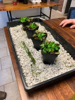 Grounded An Educational Plant Bar