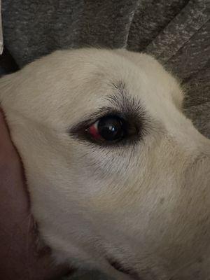 Dogs broken blood vessels in eye