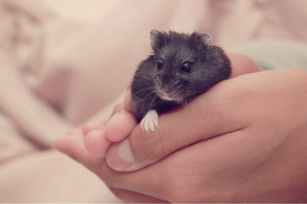 One of the hamsters I purchased from this pet store. He's healthy, happy, and tame (: