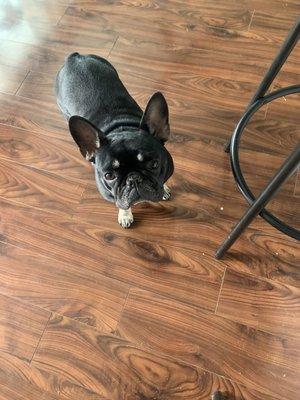 Frenchie Luna