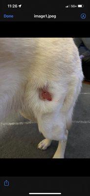 Puncture wound from dog bite at Frisky Dog.  $300 vet bill. Do you really want to trust this place with your fur baby???