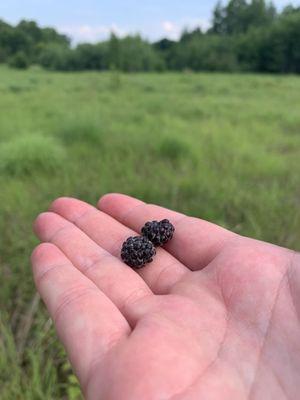 Wild River State Park