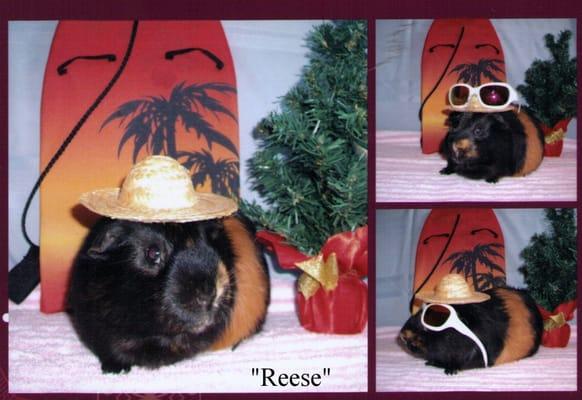 "Reese" piggy in paradise