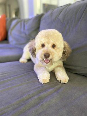 Teddy bear groom