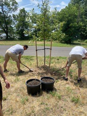 Mark arranged for the tree to be partially planted so we didn't have to do all of the hard labor in the heat wave!