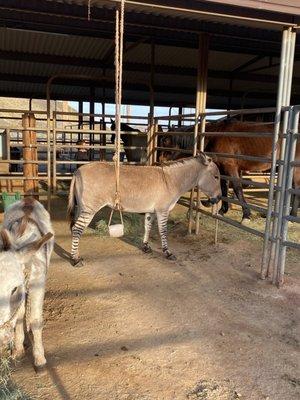 Mini donkey sooooo cute