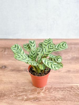 Calathea