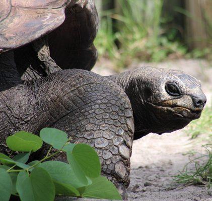 Old grumpy Tortoise, Busch Gardens Theme Park, Tampa