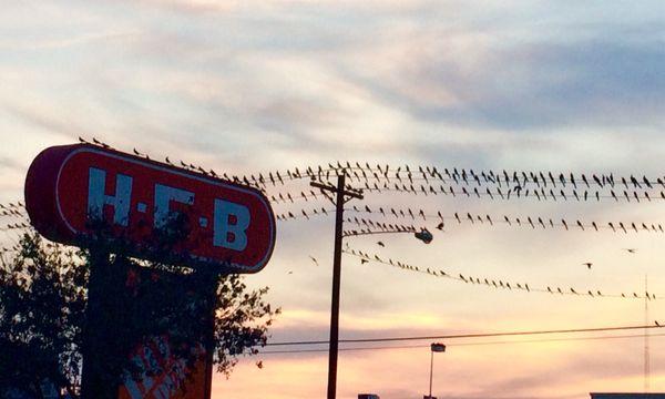 The birds are dominating the parking lot this time of year.