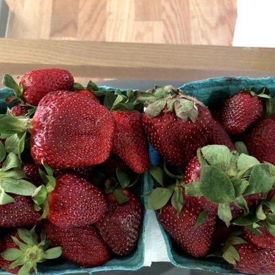 The fresh strawberries are in: 6/8/21