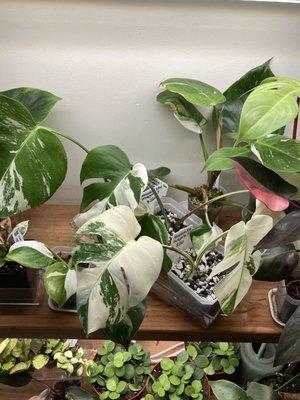 Rare variegated plants