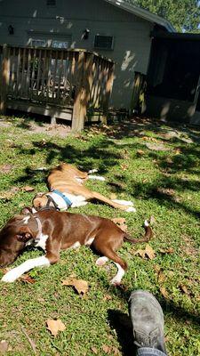 These are my dogs in my back yard including my large reactive guy in the back.