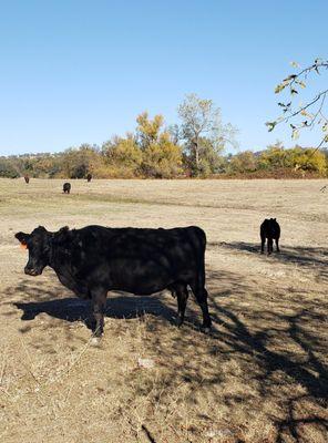 Moo and baby Moo