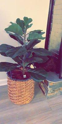 Faux fiddle leaf I found at the outlet!