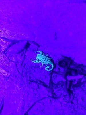 UV lights ROCK! Our nighttime scorpion hunts combine the best of a chemical treatment along with tongs and a UV light....