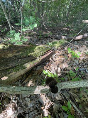 Spring Creek Forest Preserve