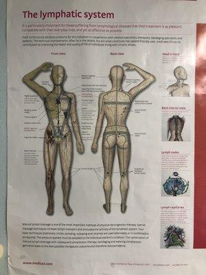 The Lymphatic System