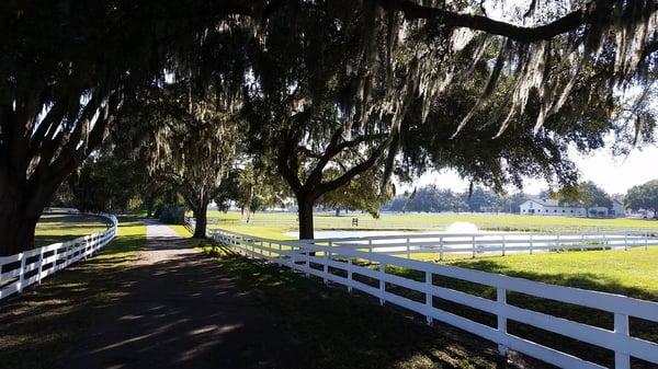 Fence painting