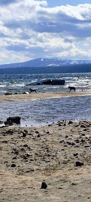 4/22 Boat named "Raccoon"  stranded along shore