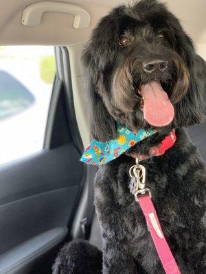 Lilo after a fresh cut from Shear Magic.