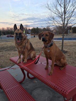 Molly training with Steve's dog, Ambush, at the park.