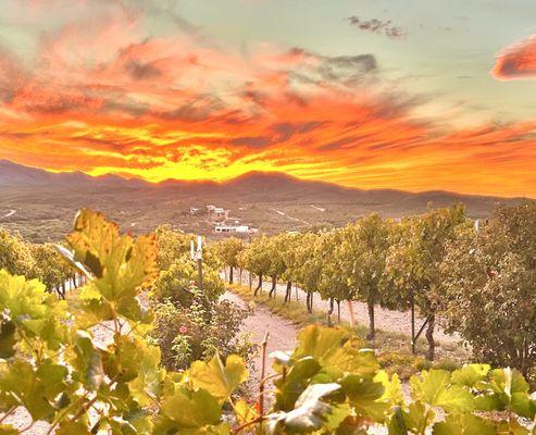 Charron Vineyards famous sunsets