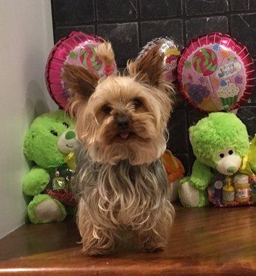 Miley is one of the store dogs.  The store is pet friendly.