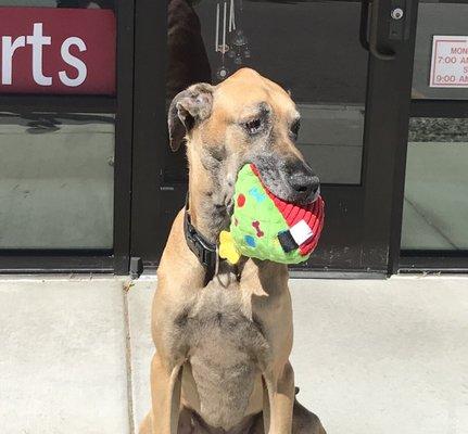 Pack n Post is my favorite place they give me dog treats! - Liam