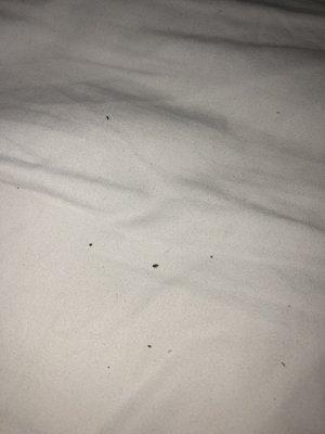 Bed bugs yuck yuck