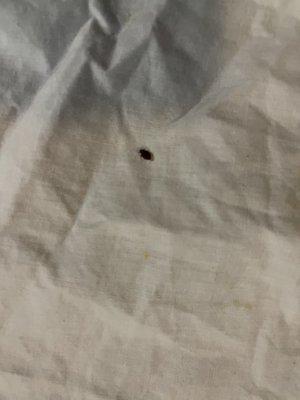 Bed bug alive crawling