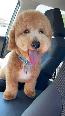 The happiest boy leaving the groomers