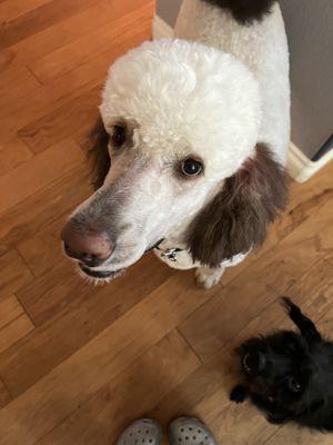 Her fur is usually all white, but I love the chocolate brown ears