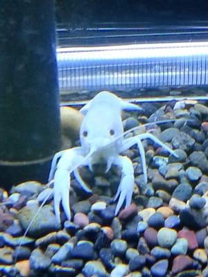 Albino crawfish? Get the bay seasoning!