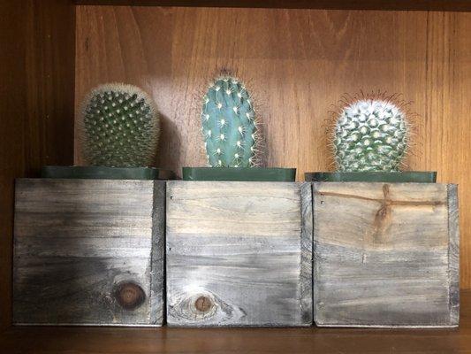 Cacti