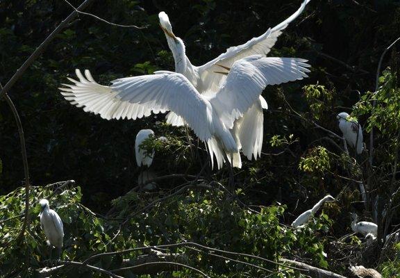 Great Egret feeding her youngsters.